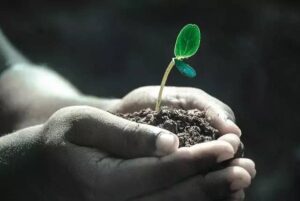 plant in hands